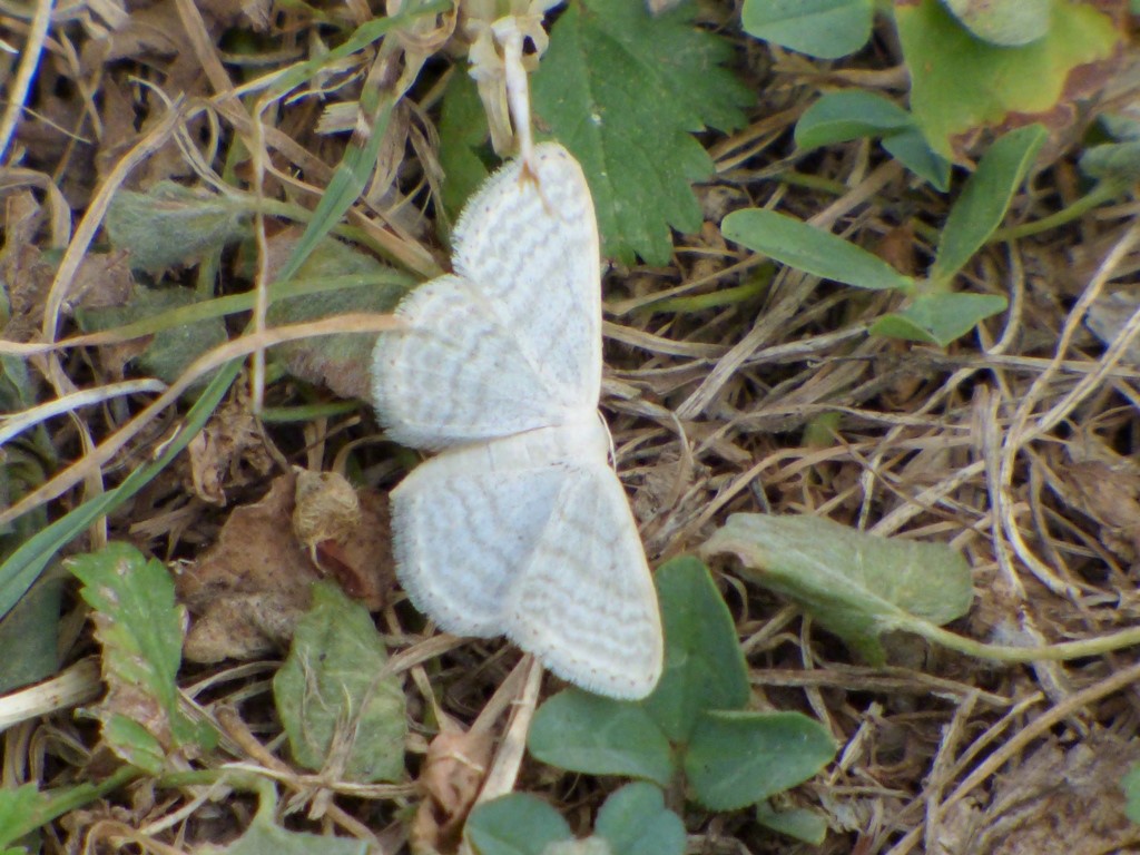 Idaea Seriata?